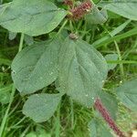 Amaranthus hybridus 葉