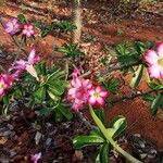 Adenium multiflorum Цвят
