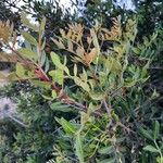 Pistacia lentiscus Frunză