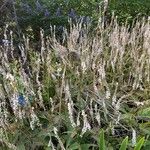 Persicaria amplexicaulis Floare