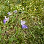 Collinsia parviflora Blomma