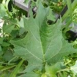 Datura stramonium Blad