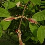 Acer carpinifolium Yaprak