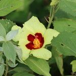 Hibiscus calyphyllus Flor