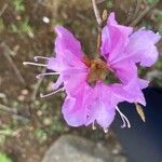 Rhododendron dilatatum Квітка