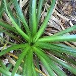 Eryngium paniculatum Хабит