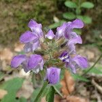 Prunella hastifolia Fula