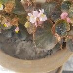 Begonia cucullata Fleur