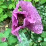 Papaver somniferumफूल