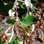 Lonicera caprifolium Квітка