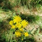 Hieracium umbellatumКветка