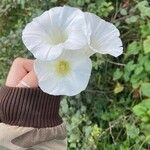 Calystegia silvatica Flower