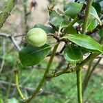 Pittosporum tenuifolium 葉