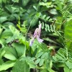 Vicia cracca Blüte