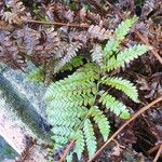 Dryopteris dilatata Blad