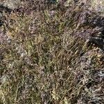 Poa alpina موطن