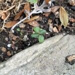 Acalypha australis Habit