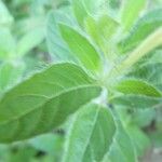 Ruellia caroliniensis Leaf