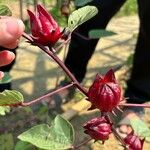 Hibiscus sabdariffa Vrucht