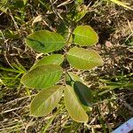 Psidium guineense Leaf