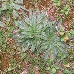 Plantago serraria Hoja