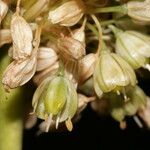 Allium pallens Flower