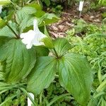 Trillium grandiflorum List