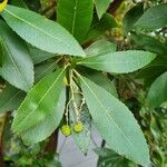 Arbutus × andrachnoides Folio