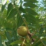 Juglans nigraFruit