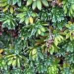 Saxifraga juniperifolia Leaf