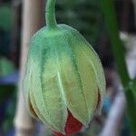 Callianthe picta Flor