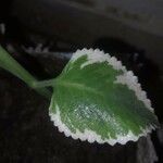 Coleus madagascariensis Leaf