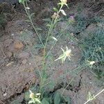 Centaurea decipiens Otro