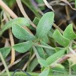 Lotus angustissimus Leaf