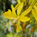 Asphodeline lutea 花