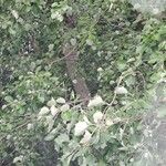 Populus × canescens Ліст