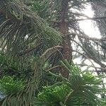 Araucaria laubenfelsii अन्य