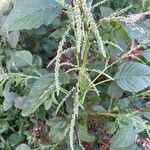 Amaranthus spinosus Blatt