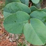 Annona coriacea Fuelha