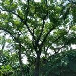 Pterocarpus indicus 整株植物