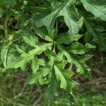 Heracleum sphondyliumFoglia