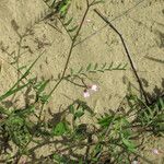 Vicia disperma 形态