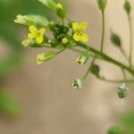 Camelina sativa Цветок