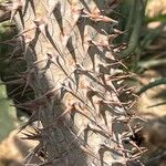 Pachypodium lamerei Rusca