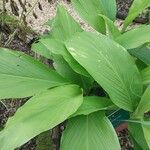 Curcuma longa Feuille