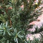 Taxus canadensis 葉