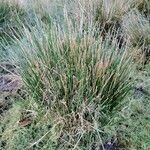 Juncus effusus Leaf