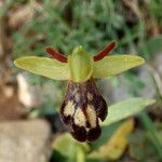 Ophrys fusca Virág