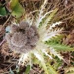 Cirsium spinosissimum Habit