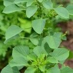 Acalypha indica Leaf